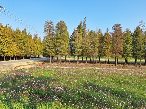 台南六甲落羽松森林花海繽紛又療癒，菁埔濕地公園步道好賞景