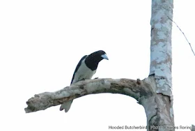 Hooded Butcherbird (Cracticus cassicus) in Waigeo island of Raja Ampat