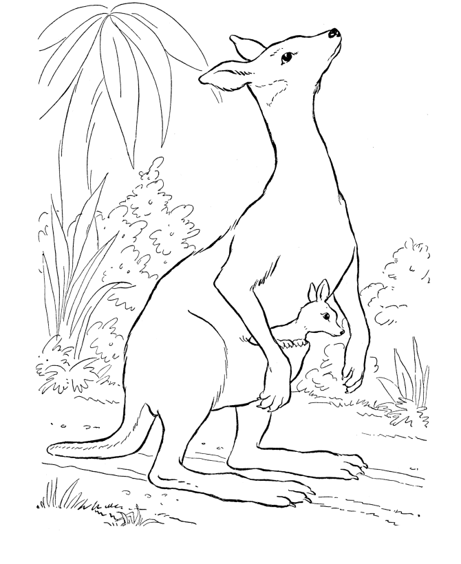 Download Free Printable Kangaroo Coloring Books For Kids Education