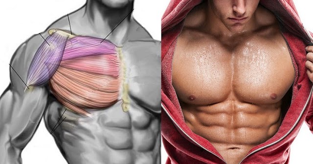 How to Get Pecs Quickly? Top Chest Muscle Building Exercises
