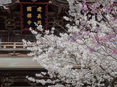 Someiyoshino-zakura ((Prunus yedoensis) flowers: Kencho-ji