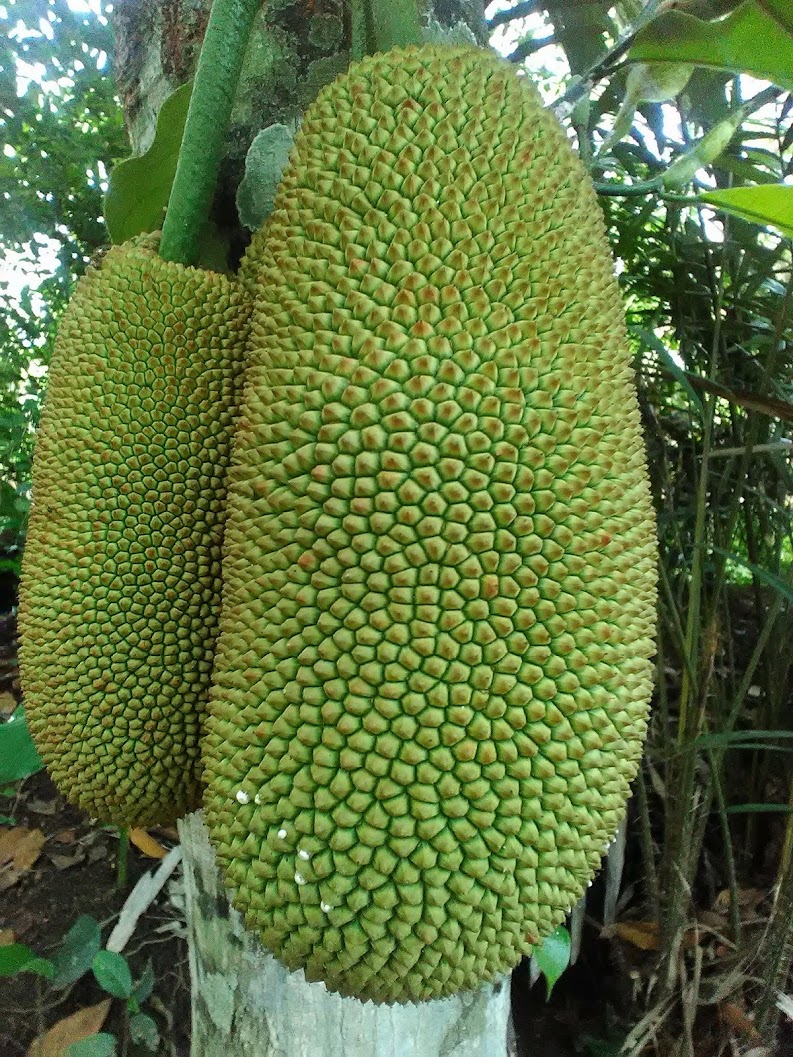 bibit tanaman cempedak king cepat tumbuh kupang Sumatra Utara