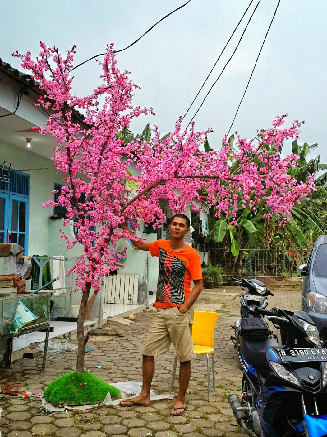  jual  beli segala rupa Jual  Pohon Angpao Bunga  Sakura 