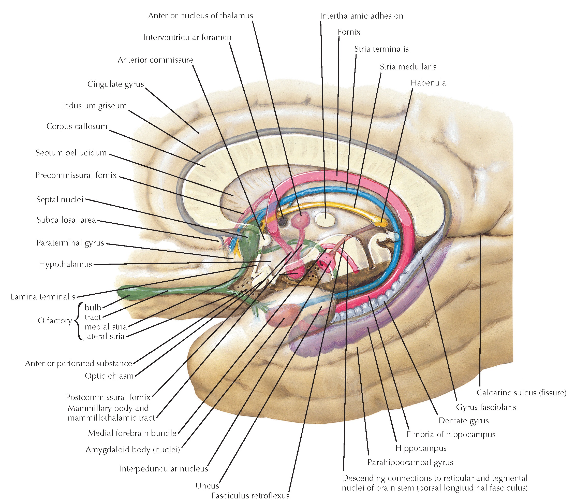 Major Limbic Forebrain Structures