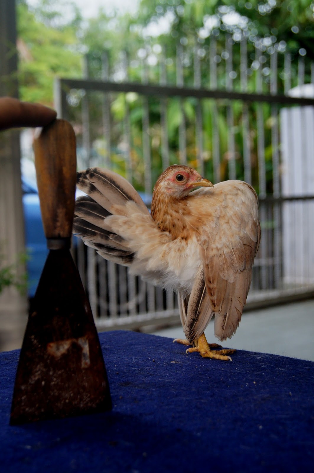 Laman Serama Parit Buntar Ayam Serama Sembang serama 