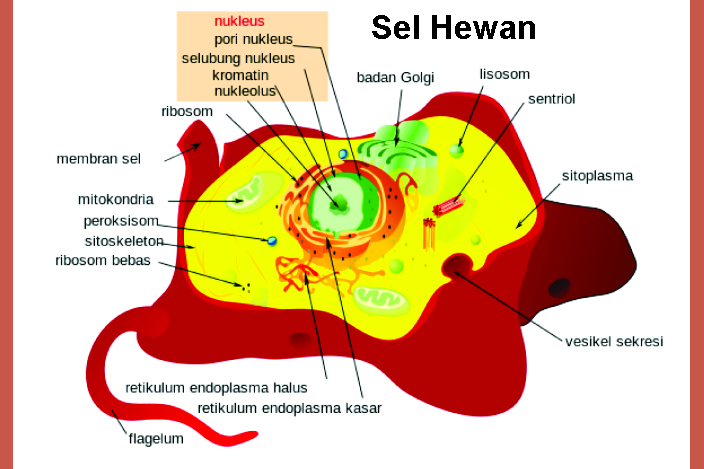  Tabel  dan  Gambar Perbedaan  Antara  Sel  Hewan  Dan  Sel  