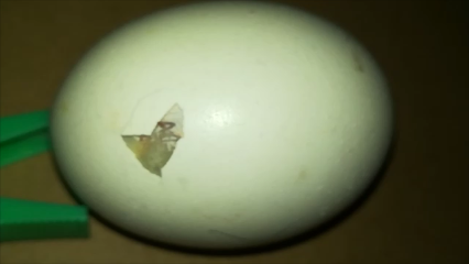 huevo-fértil-de-gallina-picado