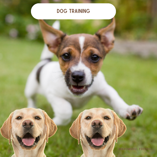 dog training