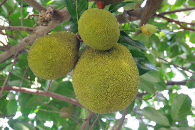 Tukang Taman Lamongan 8 Tips Cara Agar Buah Nangka Cepat Berbuah