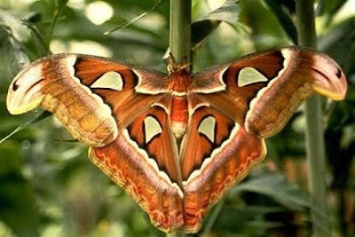 The Largest Beautiful Butterfly in The World