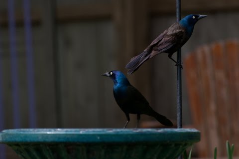 common grackle flight. you: the common grackle.