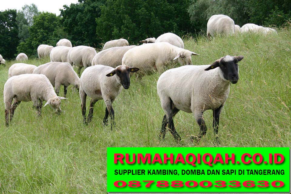 087880033630  Supplier Kambing aqiqah dan sapi Qurban 