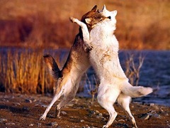 story-of-two-wolves