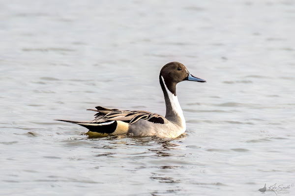 Pintail