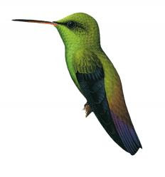 Amazilia viridigaster