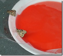 drinking artificial nectar