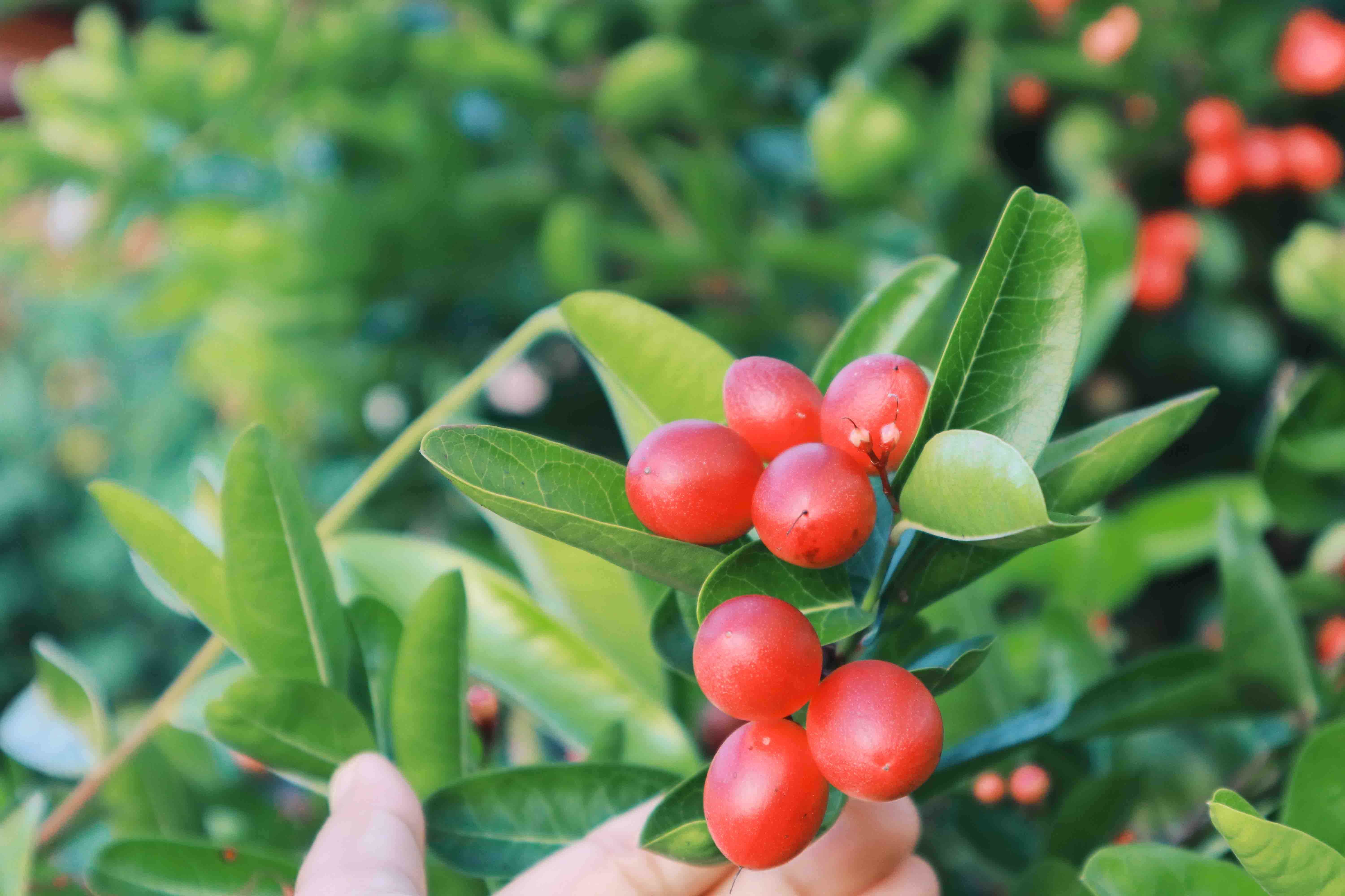 Kebuh Rumah | Carissa Carandas Fruit atau Asam Renda