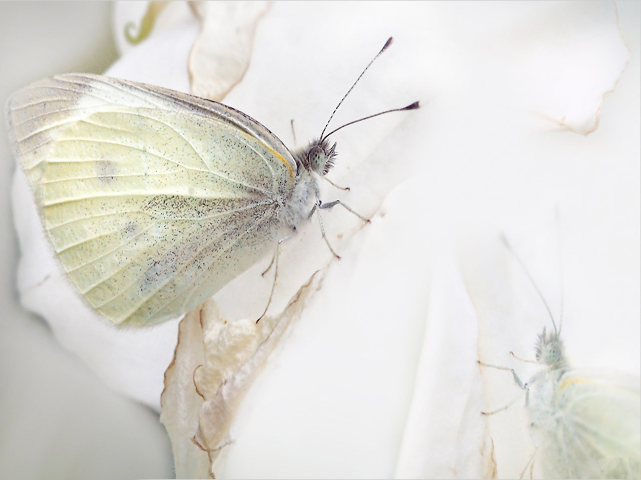 White butterfly wallpaper ~ Funny Wallpaper