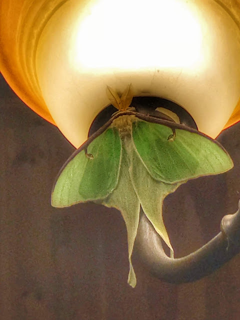 nice Luna Moth got inside the house in Maine, Alice Hendon, we released it back outside