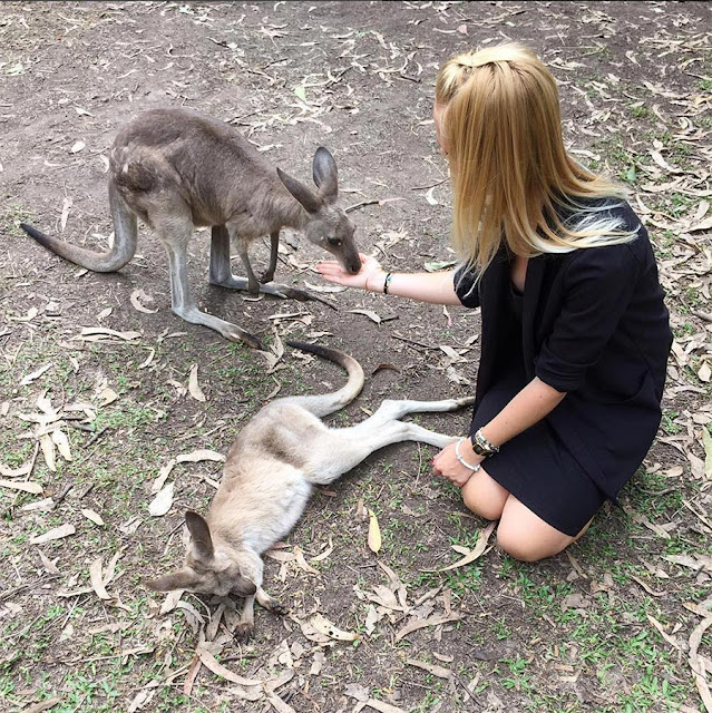 Kangourous en Australie