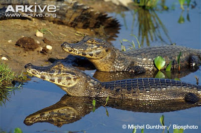 Yacaré negro Caiman yacare