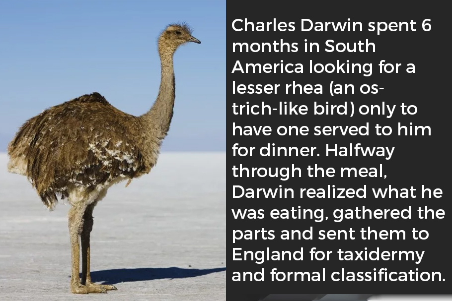 Charles-Darwin-spent-6-months-in-South-America