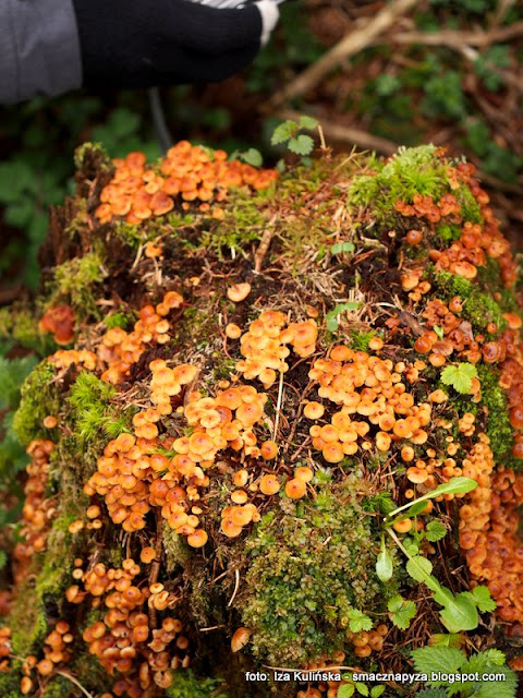 pepowniczka dzwonkowata, pniakowka dzwonkowata, grzyby gatunkami, atlas grzybow, jaki to grzyb, grzybobranie, grzyb, grzybek, rozpoznawanie grzybow, poznajemy grzyby, mykologia, fungi