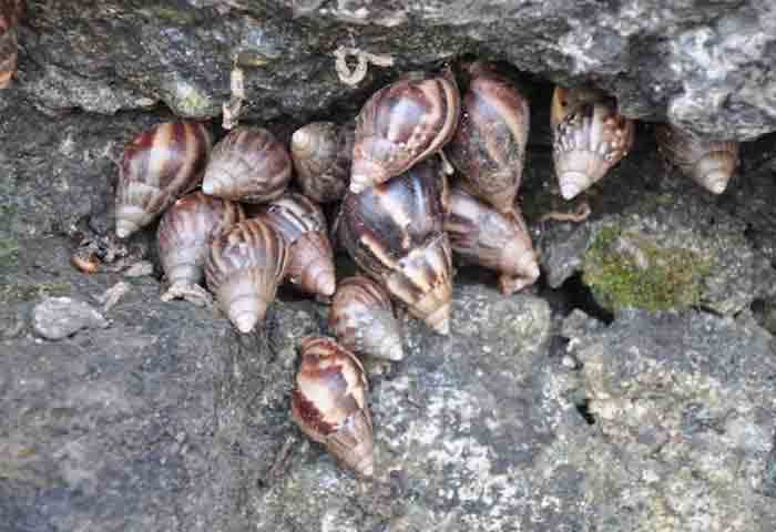 News, Kerala, Top-Headlines, Idukki, African Snails, Farms, Farmers, Muttukadu, Agriculture, Idukki: African snails pervade farms in Muttukadu.