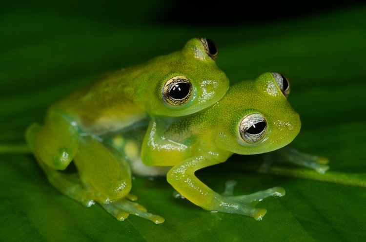 Konsep Katak Fertilisasi Internal Atau Eksternal, Paling Top!