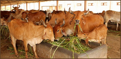 Importance of Cow's Milk