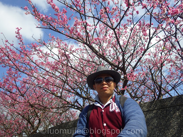 Pingjing St. Lane 42 cherry blossoms