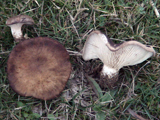 Pleurotus eryngii - Seta de cardo