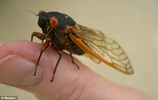 17-year cicadas