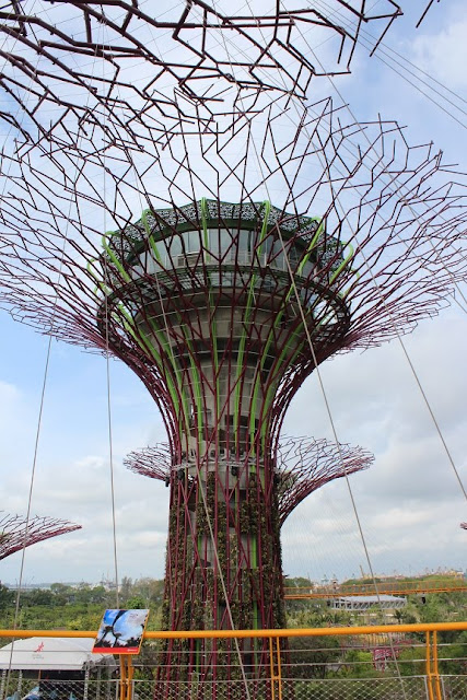 gardens by the bay supertree grove ocbc skywalk