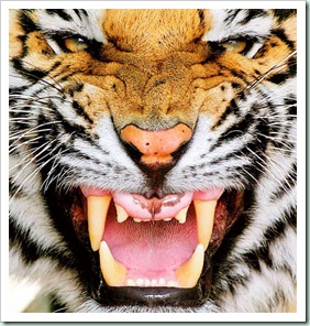 tiger1