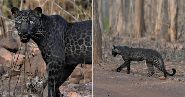 Turista registra Leopardo Negro raro numa reserva na Índia