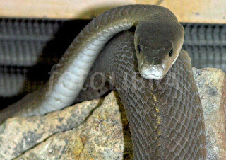 Black Mamba