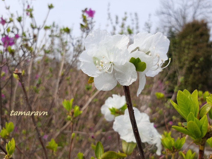 Рододендрон остроконечный (Rhododendron mucronulatum)