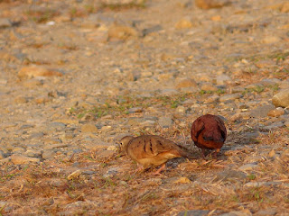 Colombe rousse - Columbina talpacoti 