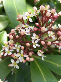 Rhododendron?