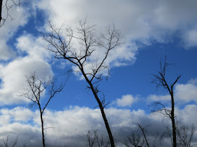 blue sky behind trees