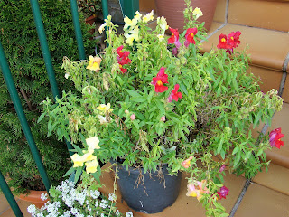 Dragonaria o boca de dragón (Antirrhinum majus f. nana)