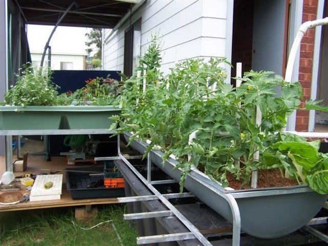 Aquaponics 4 U