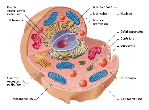 animal cells diagram. picture of animal cell labeled