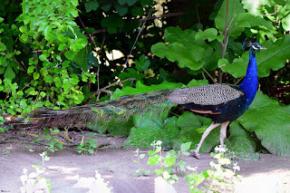 pavo real-pavo cristatus-pavo real comun. jpg