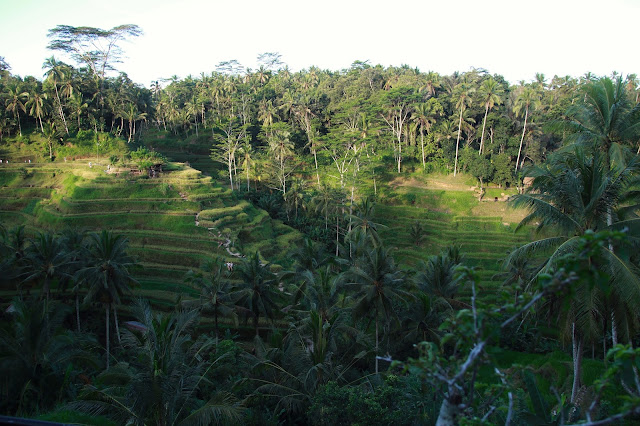 terrace rice fields, ubud, indonesia