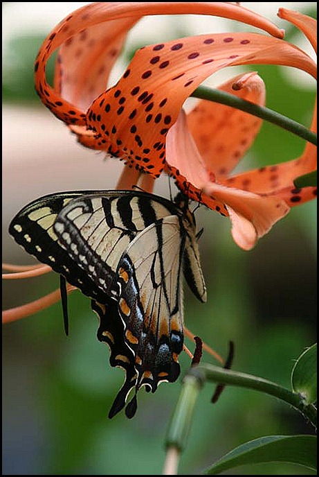 ButterflyLily1 2010
