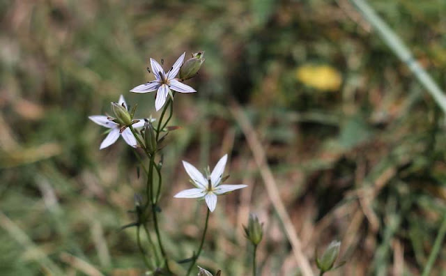 Marsh Felwort Flowers