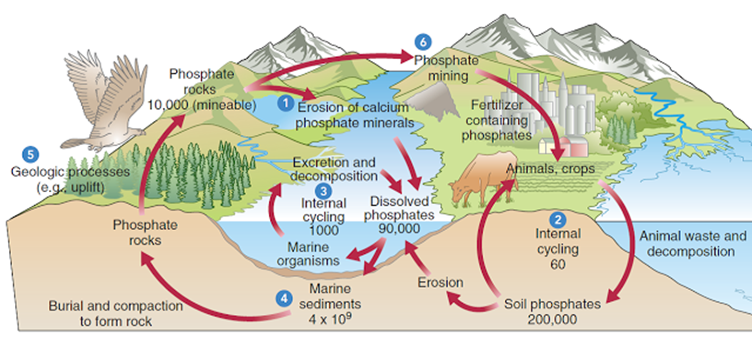 El ciclo del fósforo. En el modelo anterior tenemos: (1) Erosión de las rocas "difícil", (2) y (3)  ciclo biológico interno de radicales fosfato, (4) mineralización, (5) levantamiento por tectónica de placas.