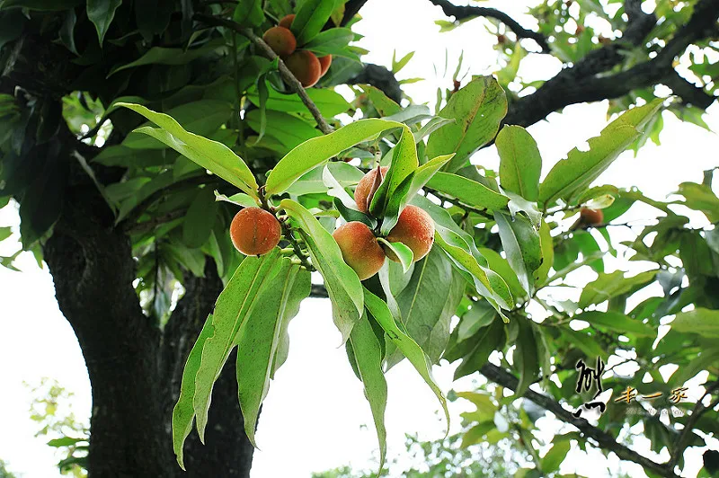 雲林古坑民宿｜華山觀止虫二行館